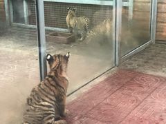 -西霞口神雕山野生动物世界