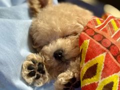 -翊宠yipet猫狗购宠庄园犬舍•猫舍