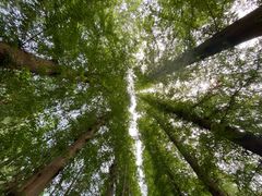 -日照海滨国家森林公园