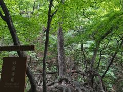 -本溪汤沟绿石谷森林公园
