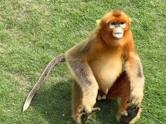 -西霞口神雕山野生动物世界