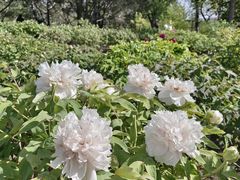 -莲花池公园