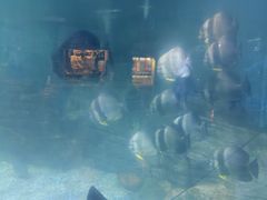 -烟台海昌鲸鲨海洋公园