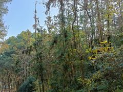 -青龙山国家森林公园