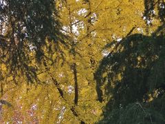 -东南大学(四牌楼校区)