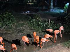-清迈夜间动物园