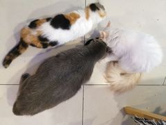 -平行世界·猫咖(首经贸店)