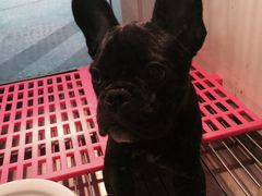 -1013 PET SHOP 宠物商店(近铁城市广场店)