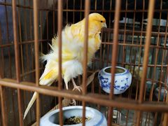 -万商花鸟市场