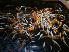 -侠成水上农庄(工业大道店)