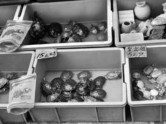 -清平路水族市场