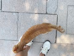 -龙华寺