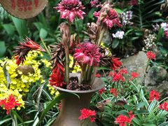 -中国科学院西双版纳热带植物园