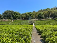-雁南飞茶田景区
