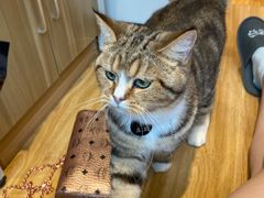 -啵啵喵·猫咖(攀华国际店)