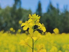 -长白岛森林公园