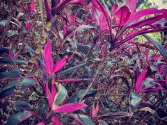 -深圳国际园林花卉博览园