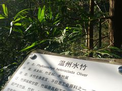 -花岩国家森林公园