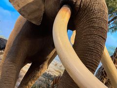 -陕西自然博物馆