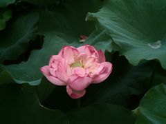 -陈家山荷花公园