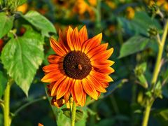 -汉长安城未央宫国家考古遗址公园