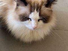 -CAT’S MEWSTAR CAFE·喵星球猫屋(晴湾咖啡店)