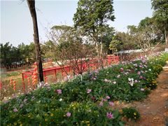 -松山湖南湖湾露营营地