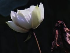 -陈家山荷花公园