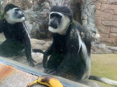 -泉州海丝野生动物世界