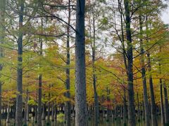 -泗洪洪泽湖湿地景区