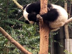 -成都大熊猫繁育研究基地