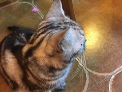 -李小姐の猫咖啡馆(五角场店)