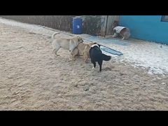 -趣玩宠物乐园寄养训犬训狗游泳池