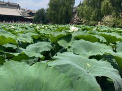 -莲池书院博物馆