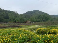 -千年银杏谷文化旅游区
