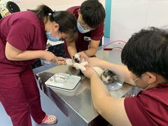 -美联众合爱康动物医院•复杂内科•肿瘤科•牙科•腔镜诊疗中心