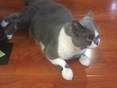 -猫小院猫主题咖啡厅(北锣店)