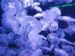 -欢乐海岸海洋奇梦馆