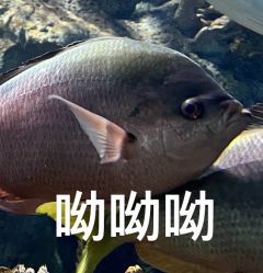 -奈尔宝家庭中心·国风主题·亲子餐厅(豫园商城店)