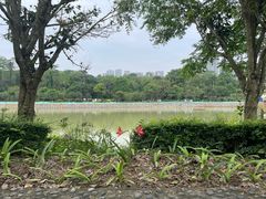 -广西壮族自治区药用植物园