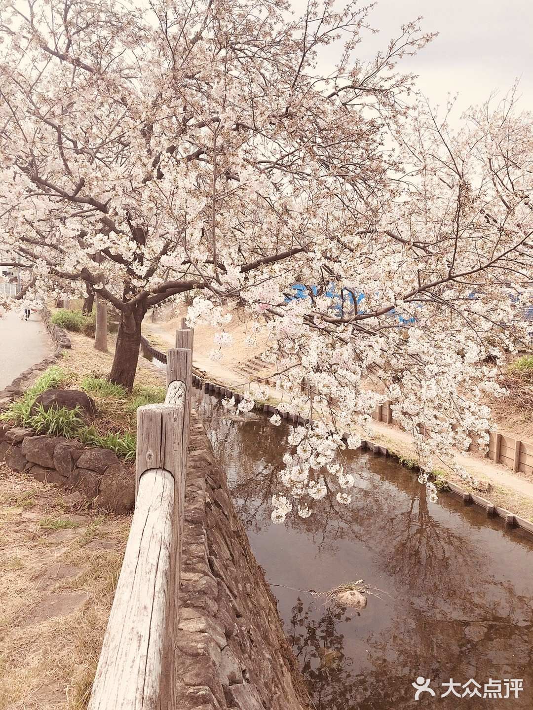 去哪里看樱花？