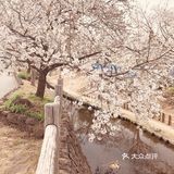 去哪里看樱花？