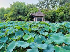 -莲湖公园
