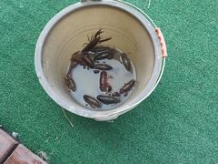 -同銮特种养殖场·龙虾垂钓