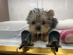 -翊宠yipet猫狗购宠庄园犬舍•猫舍