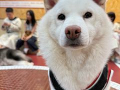 -和它·交个朋友·狗咖猫咖(爱琴海店)