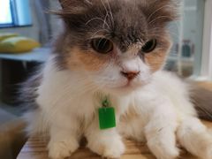 -楼上猫咖(罗湖店)