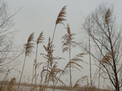 -野鸭湖国家湿地公园