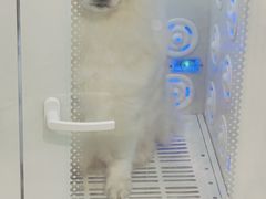 -小呆的宠物店·宠物售卖·宠物寄养(城西店)