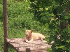 -西霞口神雕山野生动物世界